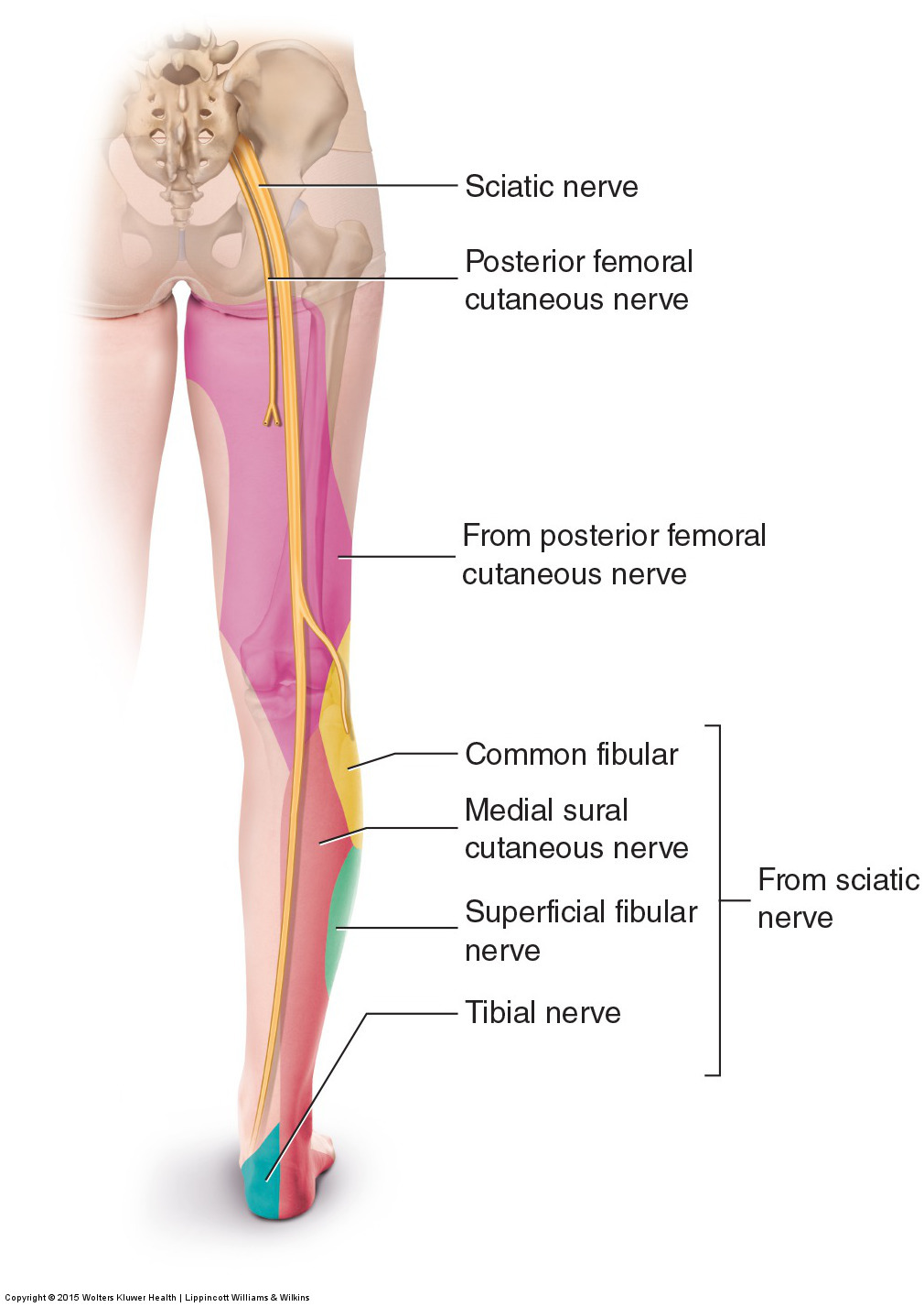 sciatalgia-palermo-marcella-osteopata-cernusco